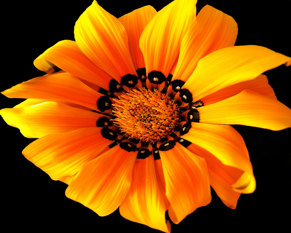 yellow and black flower HD wallpaper
