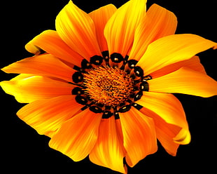 yellow and black flower