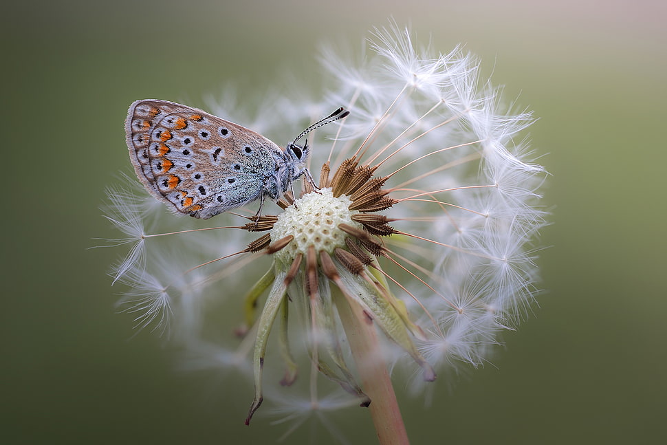 common blue butterfly, macro, plants, flowers, animals HD wallpaper