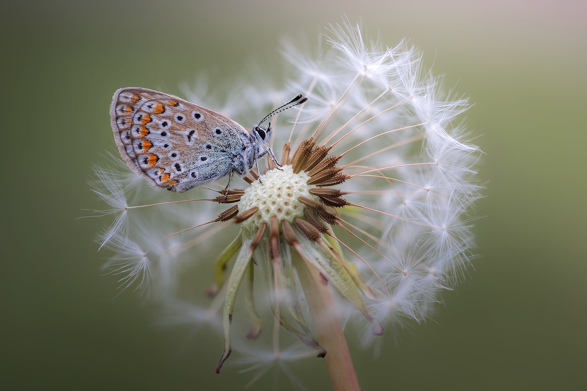 common blue butterfly, macro, plants, flowers, animals