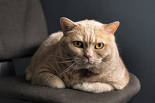 orange Tabby cat lying on chair HD wallpaper