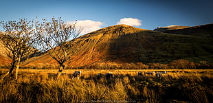 landscape photography of brown mountain during daytime, cumbrian