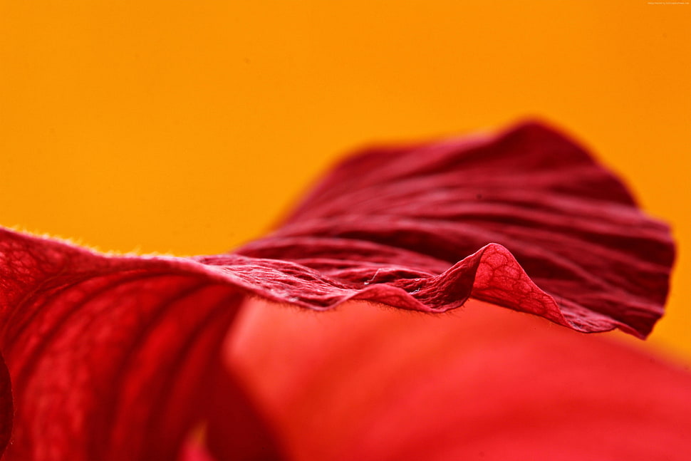 close up photo of red surface HD wallpaper