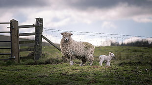 gray sheep, animals, sheep, fence, lamb