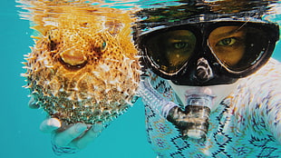 two clear glass candle holders, blowfish, snorkeling, water, underwater HD wallpaper