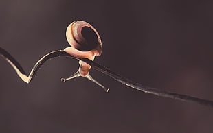 brown snail on twig
