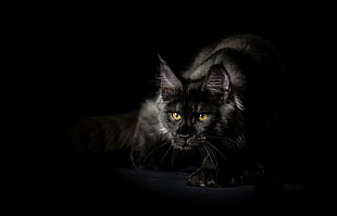 short-coated black cat, cat