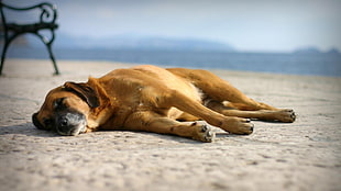 short-coated brown dog, dog, animals, sleeping, sleep