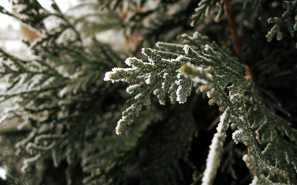 green tree leaves HD wallpaper