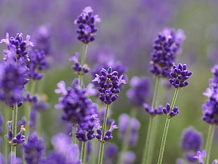 purple petaled flower in closeup photography HD wallpaper