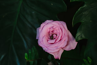 pink rose flower, Rose, Pink, Flower