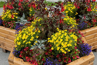 yellow, red, and purple petaled flowers in brown wooden pot