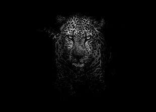 greyscale photo of tiger