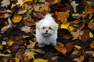 closeup photo of white Bolognese Dog standing on dried maple leaves