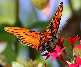 orange and brown butterfly collecting nectar in red petaled flower