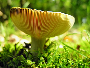 beige mushroom HD wallpaper
