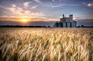 Wheat farm HD wallpaper