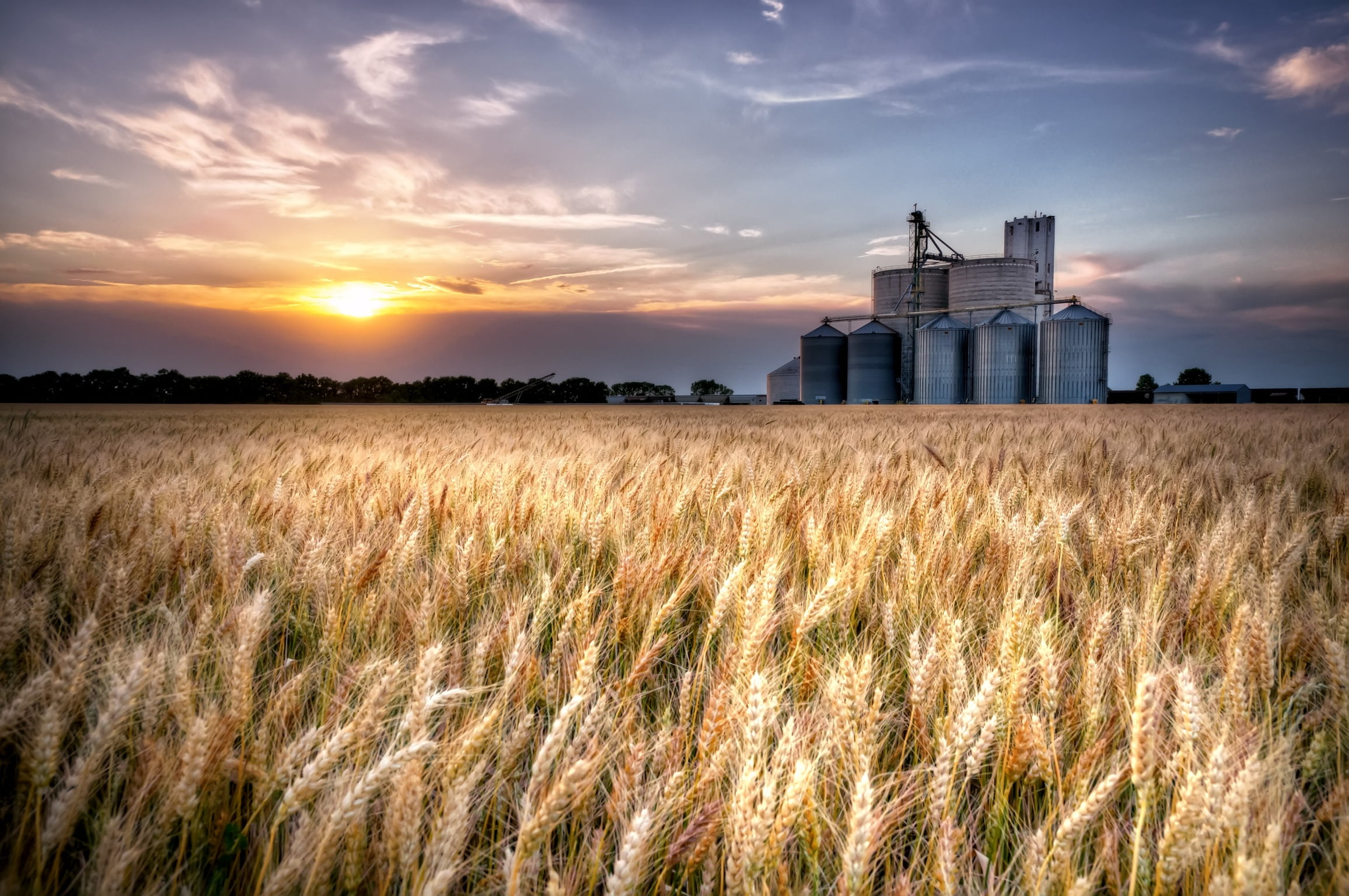 Wheat farm HD wallpaper 