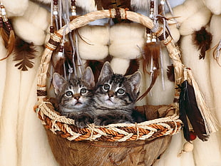 two silver tabby kittens inside basket