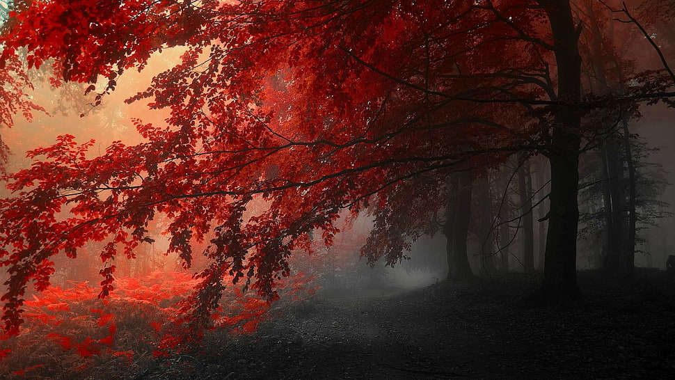 green leafed trees HD wallpaper