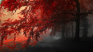 green leafed trees