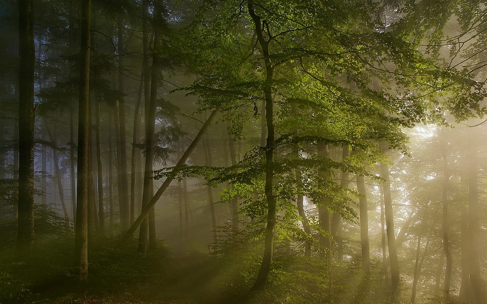 forest during daytime HD wallpaper