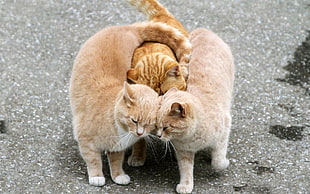 three orange tabby cats, cat, street, love, animals