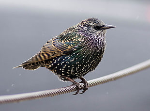 green and black short beak bird perching on wire, european starling