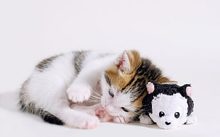 white and black kitten HD wallpaper