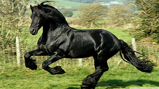 black horse, horse, animals, black, running HD wallpaper