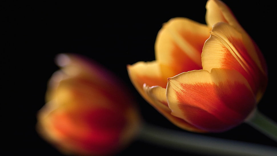 two yellow-and-red flowers HD wallpaper