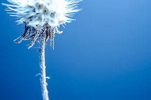 selective focus photo of dandelion flower