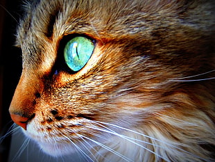close-up photo of brindle cat