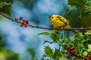 yellow Tanager perched on flower during daytime HD wallpaper