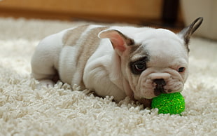 white and fawn bulldog puppy, dog, animals, wrinkles HD wallpaper