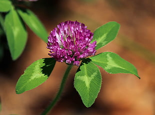 photo of purple petaled flower