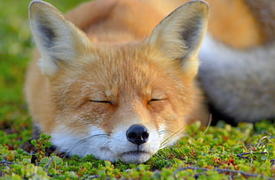 red fox, animals, fox, face, closed eyes
