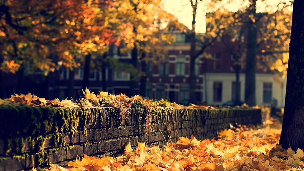 brown leaf lot HD wallpaper