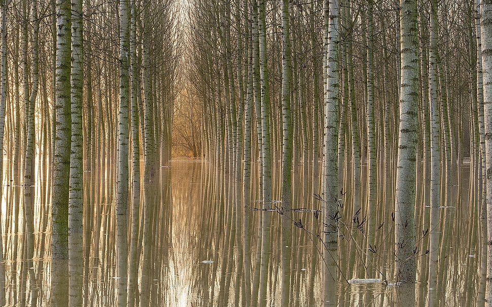 nature, landscape, trees HD wallpaper