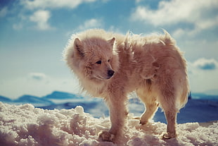 white wolf, animals, arctic wolf, snow, closeup