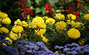 yellow, purple and red flowers during daytime
