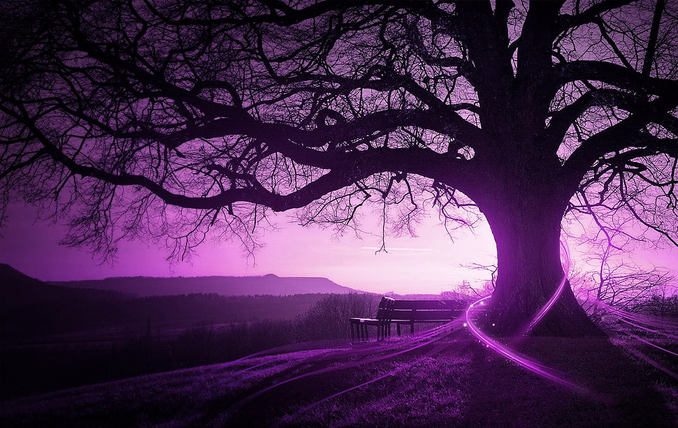bare tree, purple, trees, bench, landscape HD wallpaper