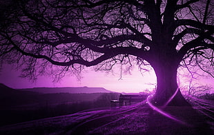 bare tree, purple, trees, bench, landscape