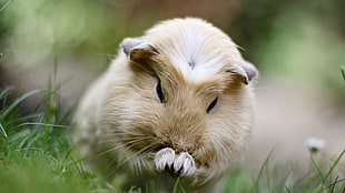 closeup photo of brown guinea pig