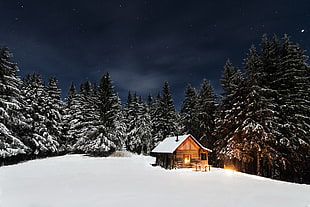 cabin beside pine trees during nighttime