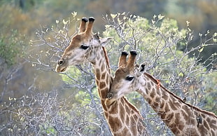 closeup photo of giraffes