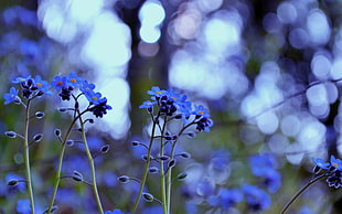 blue forget-me-not flower in bokeh photography
