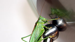 green grasshopper on silver rod