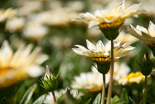 daisy flower lot