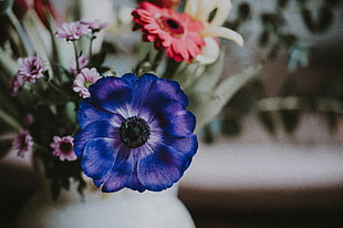 blue petaled flower, Anemone, Flower, Petals
